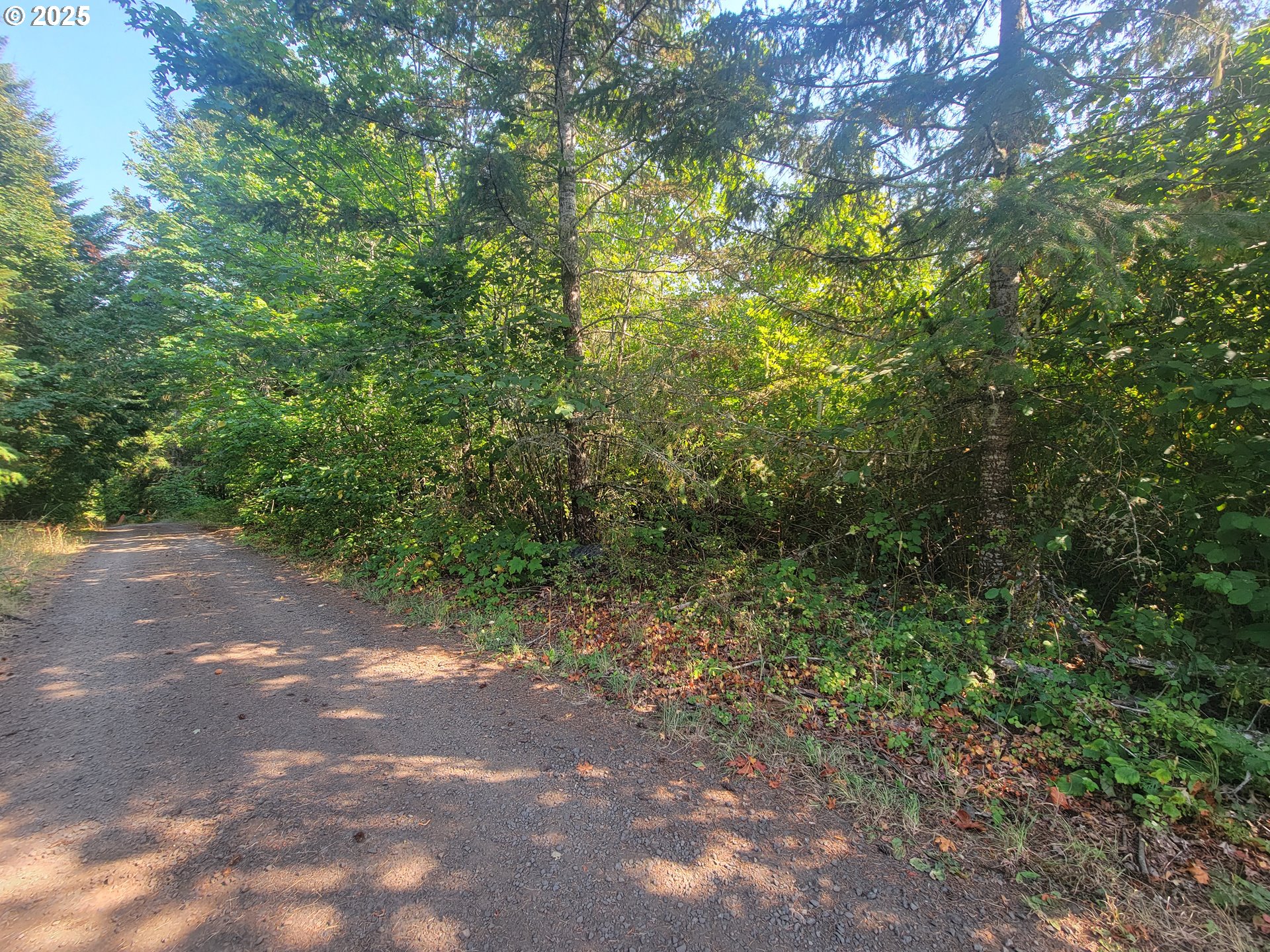 0 Finn Road Sheridan, OR 97378 - Photo 10 of 10 a view of a forest with lots of trees