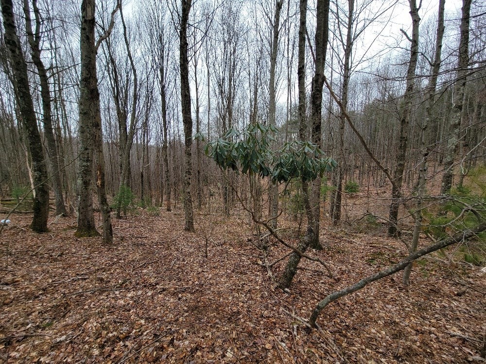 126-a-40 Joy Ranch Road Woodlawn, VA 24381 - Photo 7 of 14 Gallery Image 7