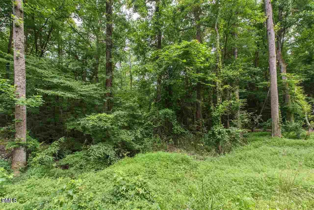 a view of a lush green forest