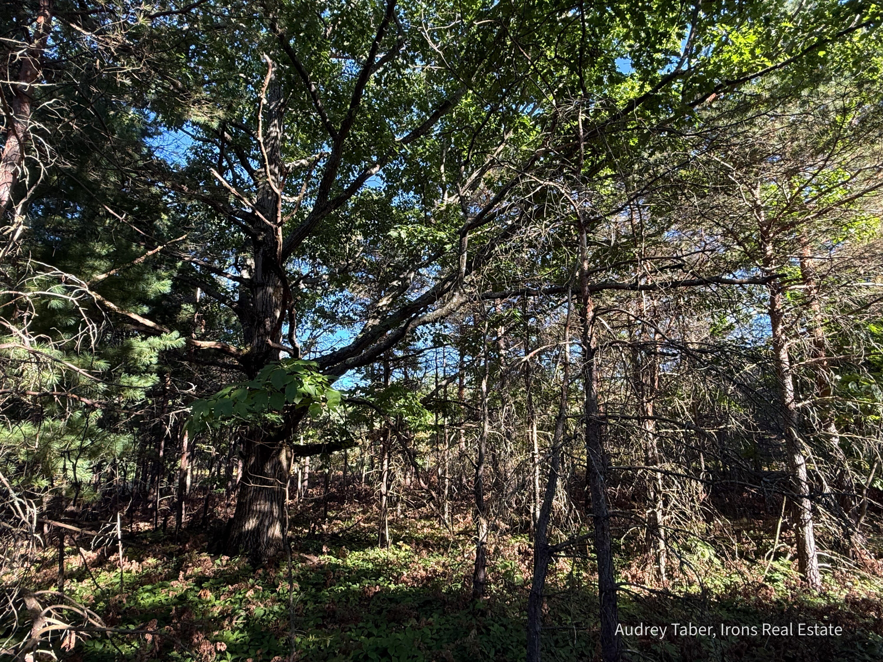2 Clements Road Kaleva, MI 49645 - Photo 17 of 56 ClementsRd-60