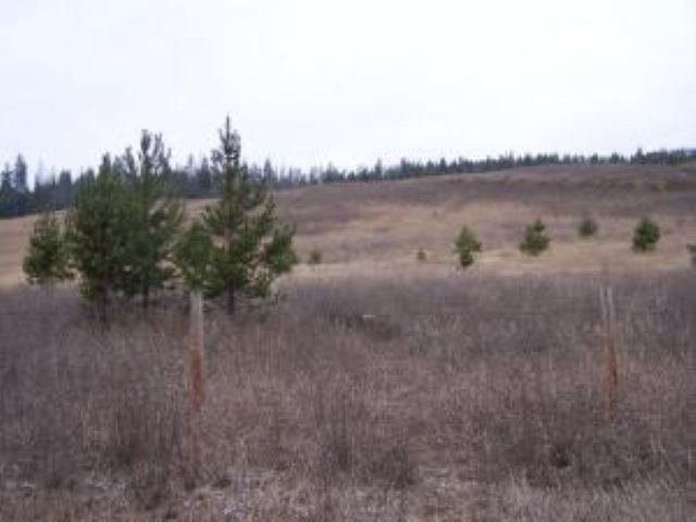 L-b Greenhouse Road Ione, WA 99139 - Photo 8 of 9