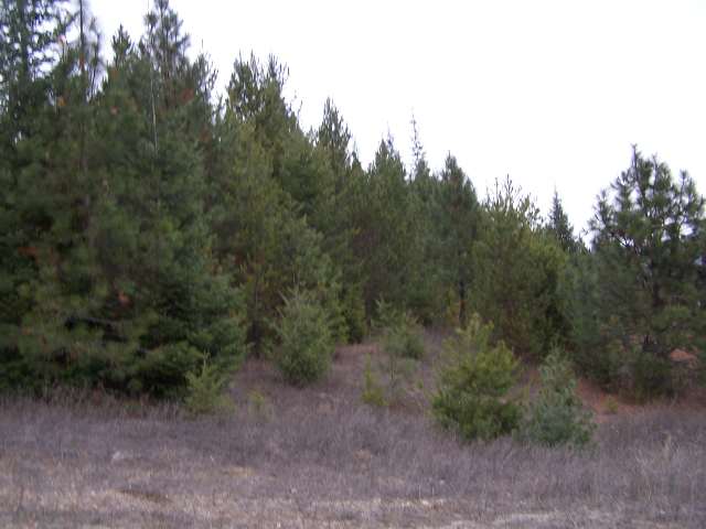L-b Greenhouse Road Ione, WA 99139 - Photo 9 of 9