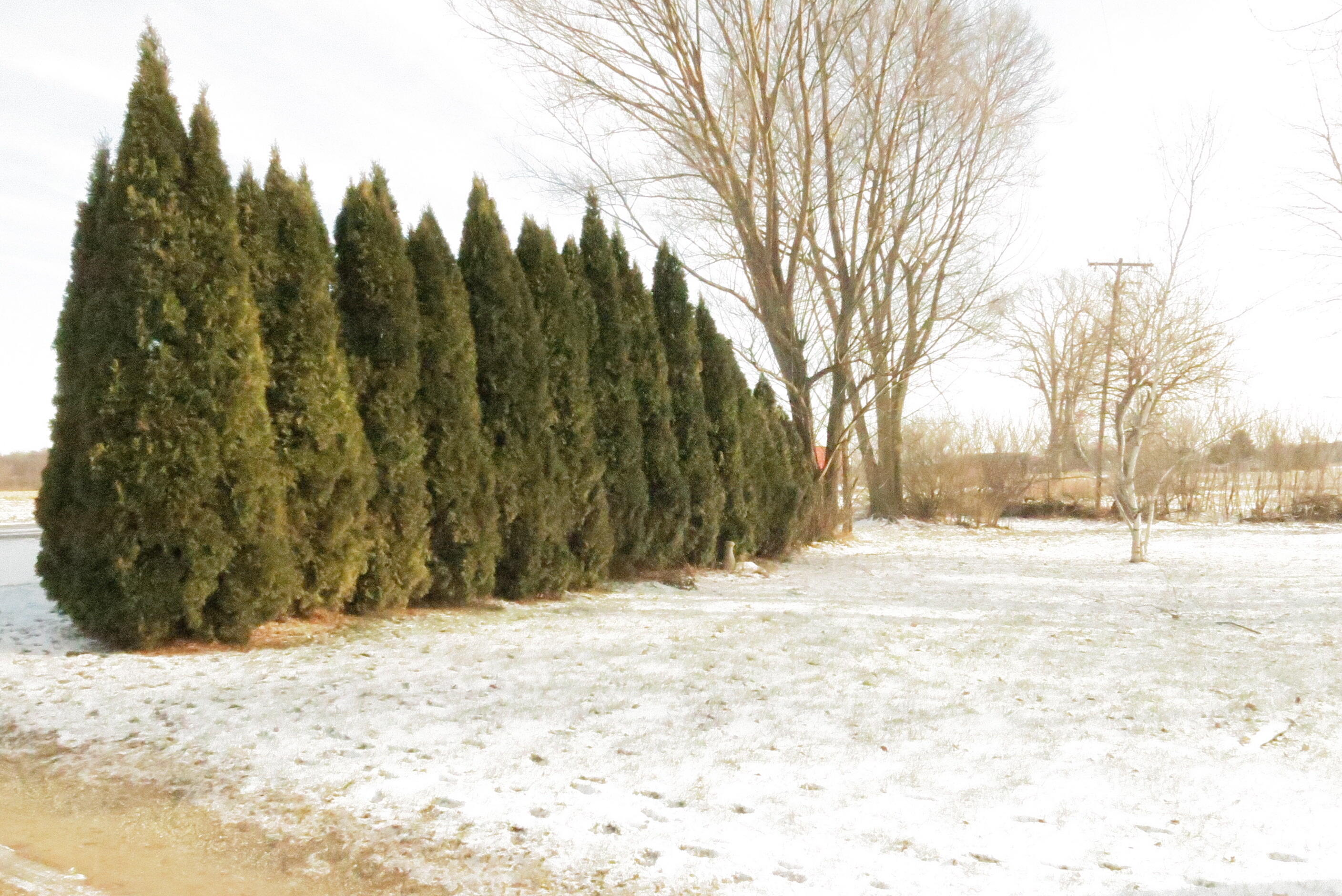 717 East Girard Road Quincy, MI 49082 - Photo 5 of 39 IMG_0418