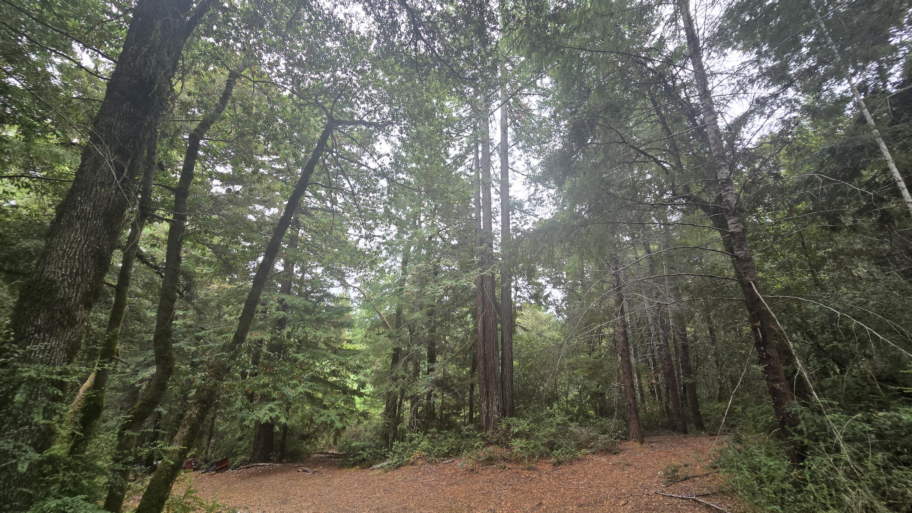 9819 Dyerville Loop Road Myers Flat, CA 95554 - Photo 25 of 27