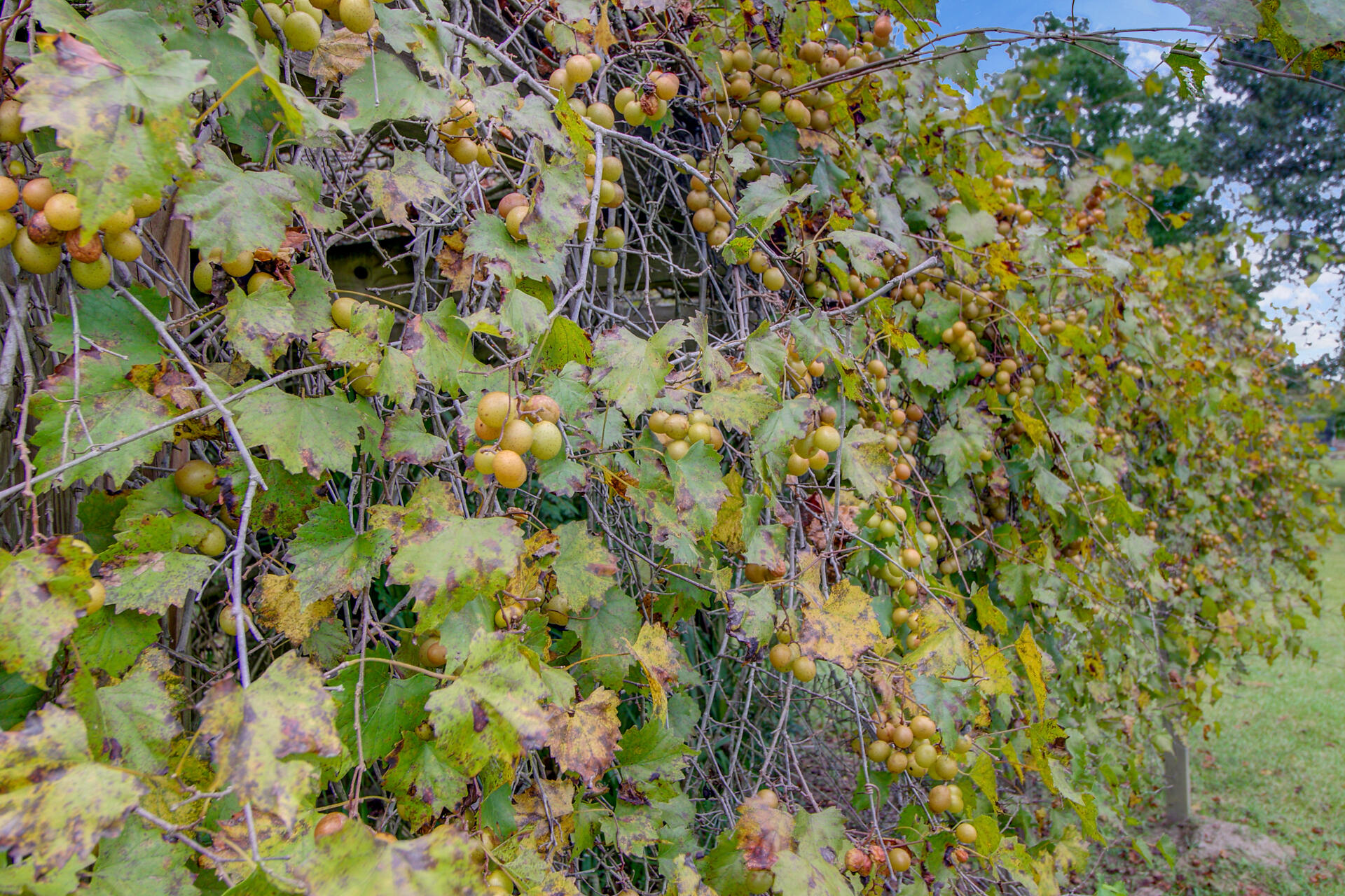 101 Fairway Court St. George, SC 29477 - Photo 56 of 70 55