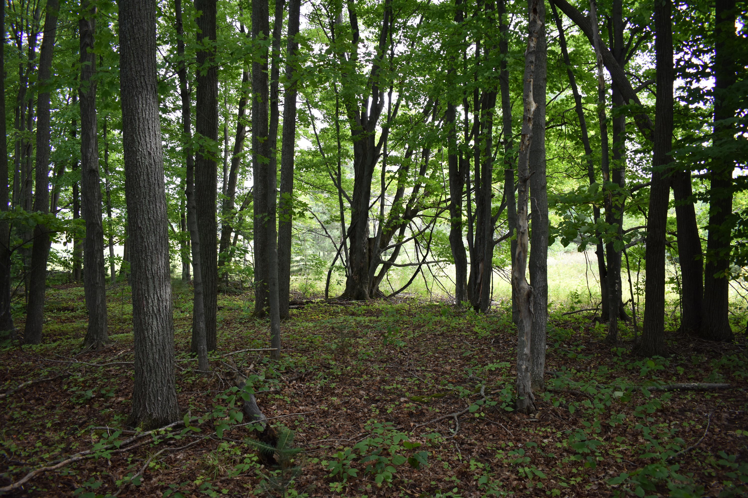 10130 Mouch Road Atlanta, MI 49709 - Photo 3 of 27 Gallery Image 3