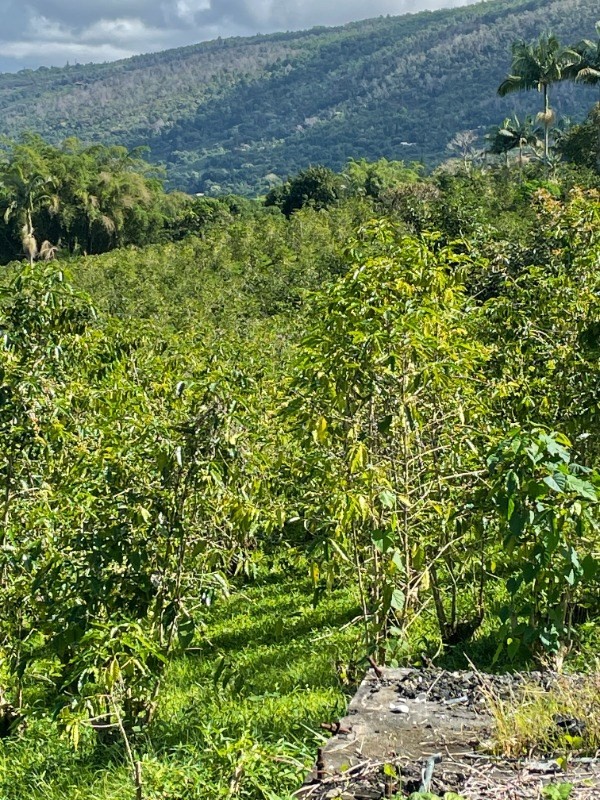 84-1226 Bruner Road Captain Cook, HI 96704 - Photo 4 of 8