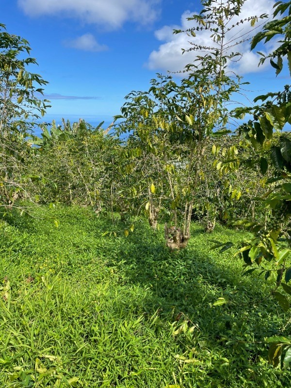 84-1226 Bruner Road Captain Cook, HI 96704 - Photo 5 of 8 a view of a garden