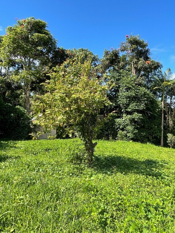 84-1226 Bruner Road Captain Cook, HI 96704 - Photo 7 of 8 a view of a garden with a tree