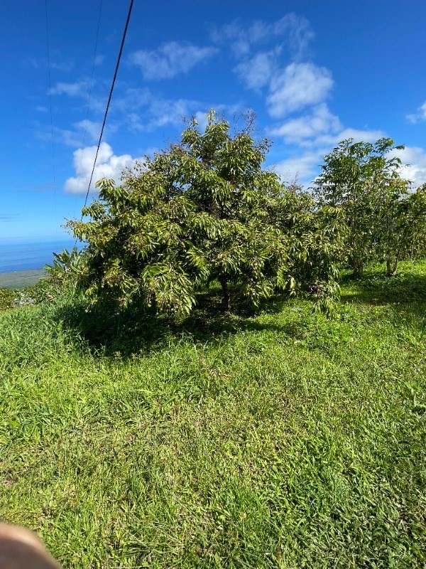 84-1226 Bruner Road Captain Cook, HI 96704 - Photo 8 of 8 a view of a garden