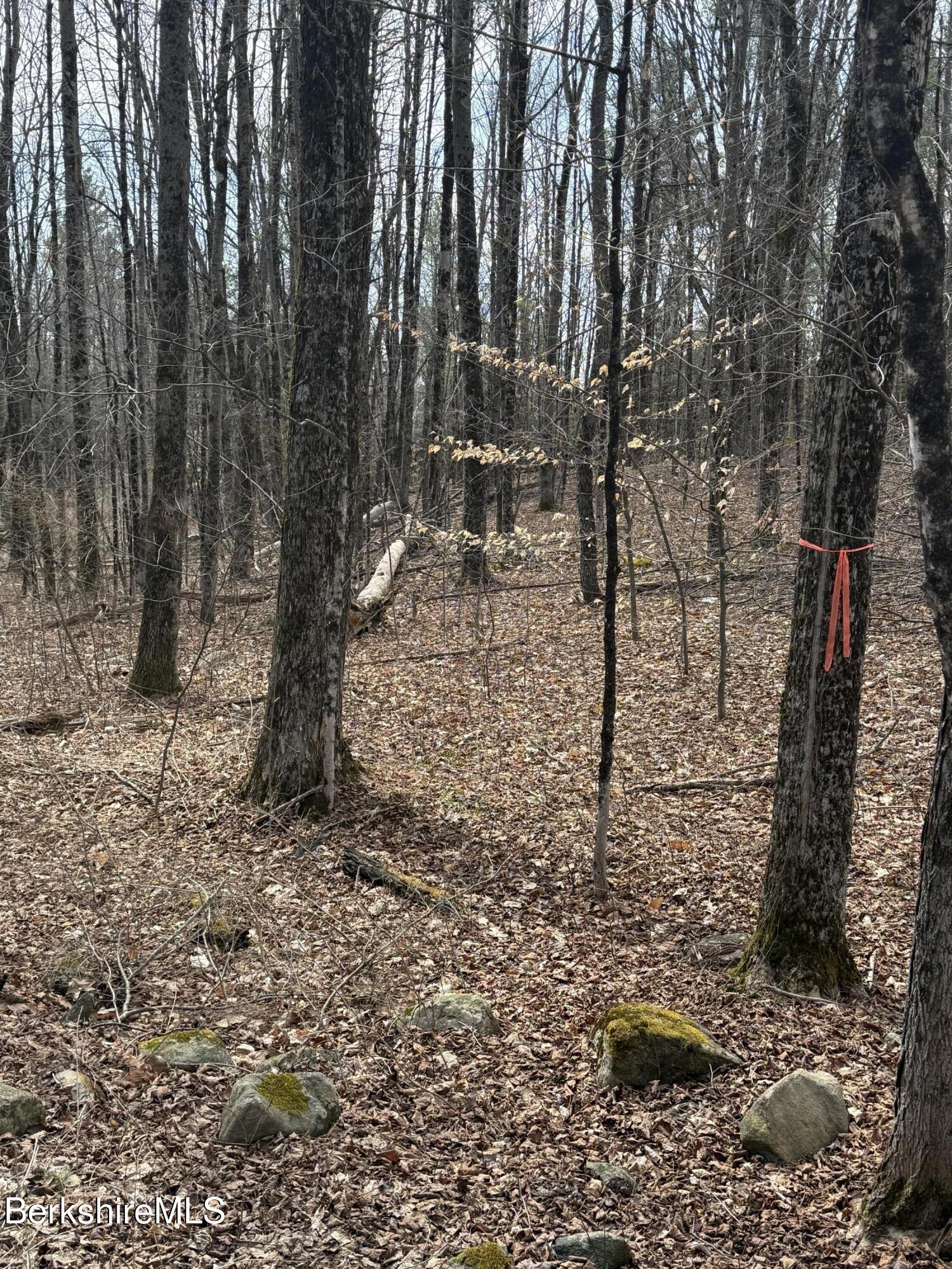 0 George Schnopp Road Hinsdale, MA 01235 - Photo 3 of 4 IMG_3745