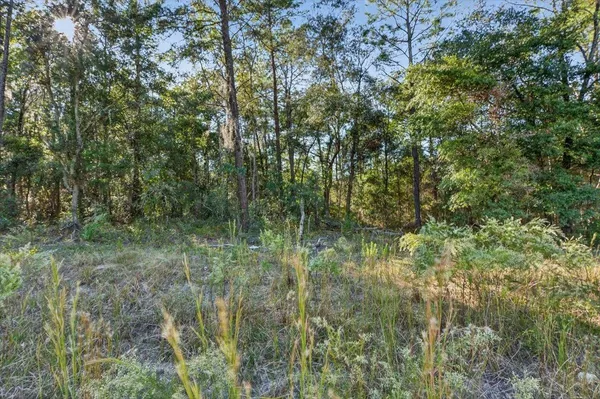 a view of a lush green forest