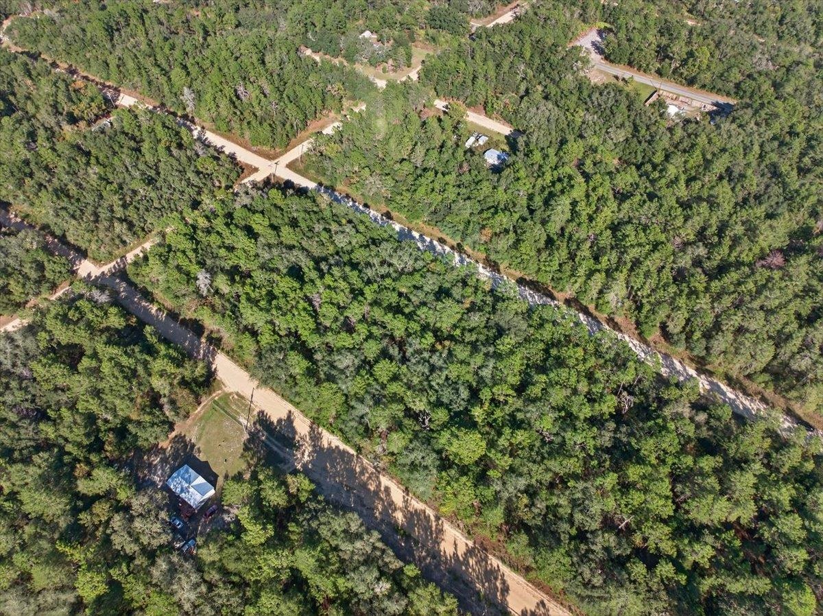 Usina Avenue Interlachen, FL 32148 - Photo 11 of 34 a view of a lush green forest with lots of trees
