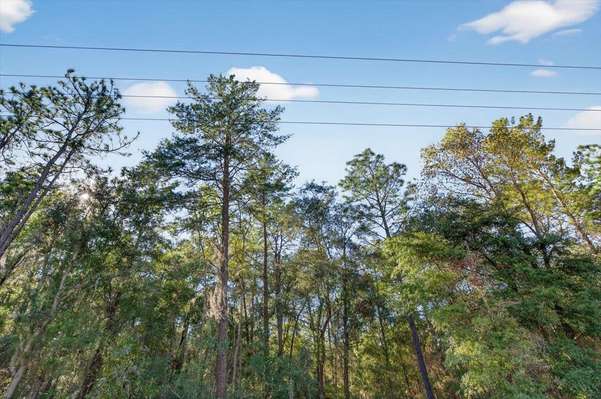 Usina Avenue Interlachen, FL 32148 - Photo 14 of 34 View of tree filled area