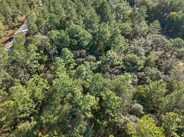 a view of a lush green forest