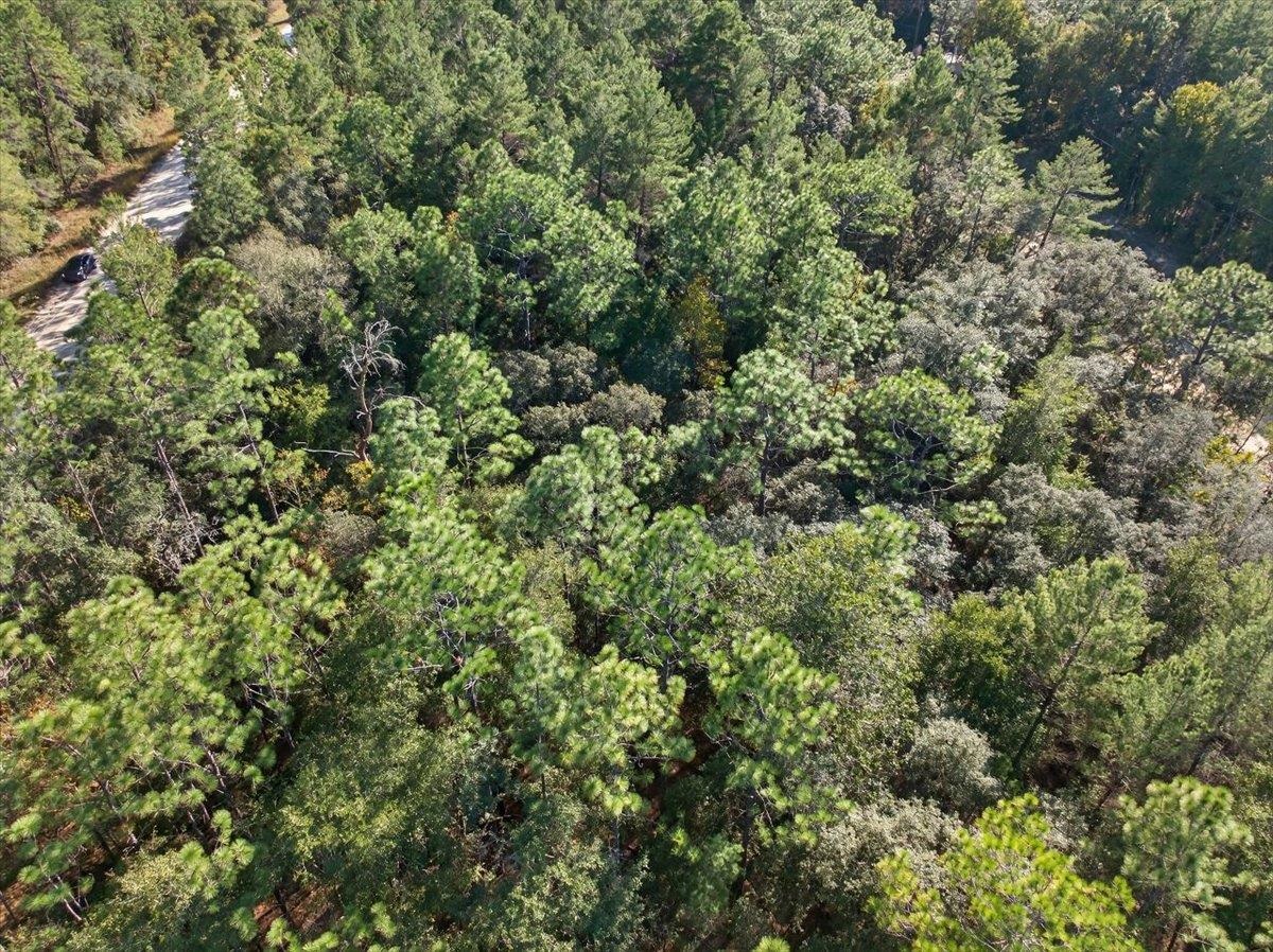 Usina Avenue Interlachen, FL 32148 - Photo 2 of 34 View of property location with a heavily wooded area