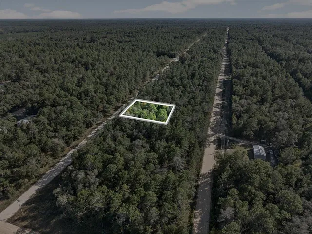 a view of a yard with plants and large trees