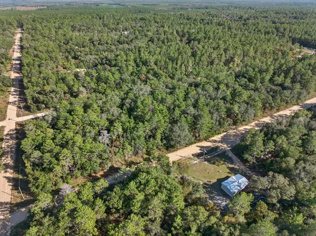 a close up of a plant in a yard