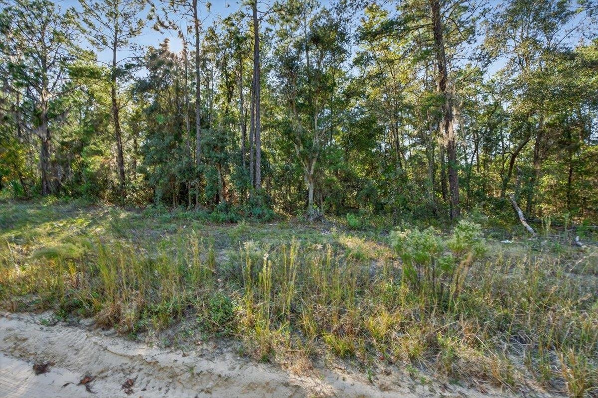 Usina Avenue Interlachen, FL 32148 - Photo 10 of 34 View of nature