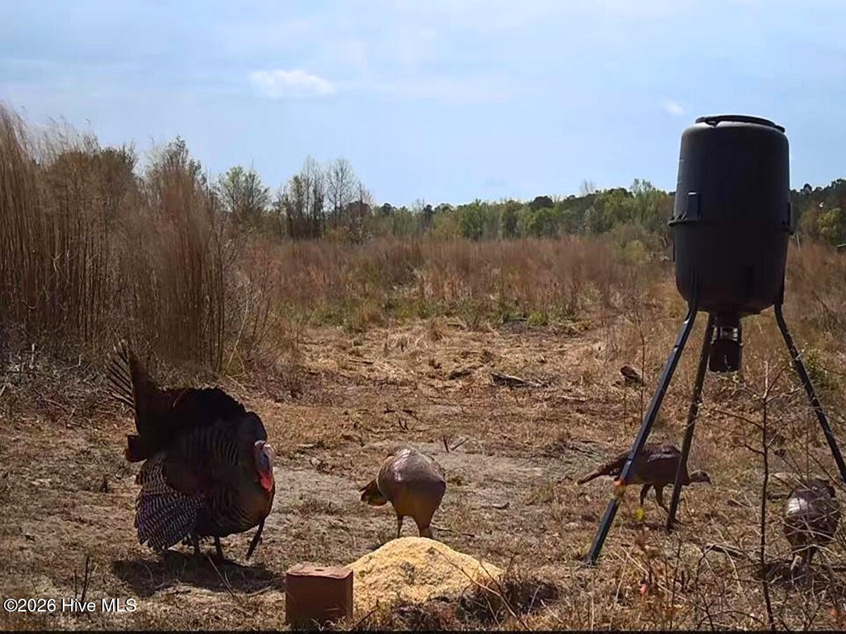 0 Durwood Evans Road Beulaville, NC 28518 - Photo 48 of 68 48. Turkeys on trail cam