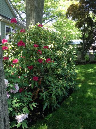 1 Carl Road Arlington, MA 02474 - Photo 26 of 26 Gallery Image 26