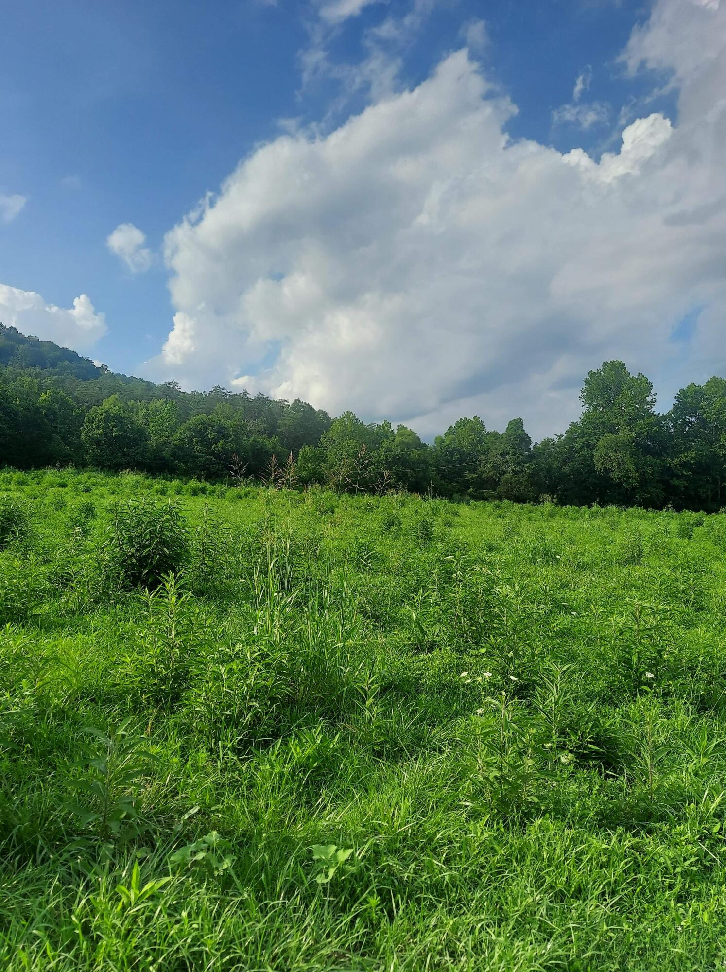 1845 Cow Creek Road Ravenna, KY 40472 - Photo 12 of 30 D3050A96-A6EC-4D3D-B50E-23BA385487BA