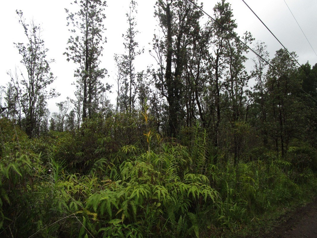 4312 Ooaa Road Pahoa, HI 96778 - Photo 1 of 2 Gallery Image 1