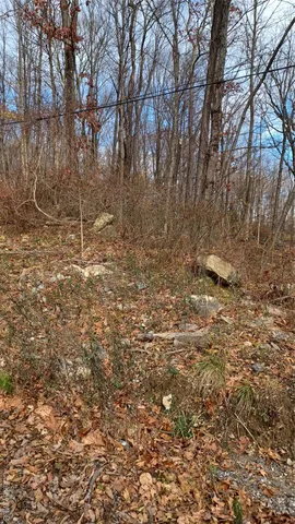 a view of a yard with trees