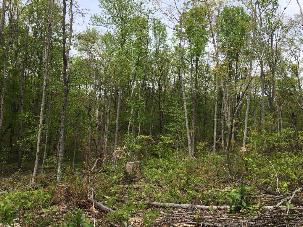 4 Sequatchie Mountain Road, Unit 4 Sequatchie, TN 37374 - Photo 2 of 5 IMG_7624