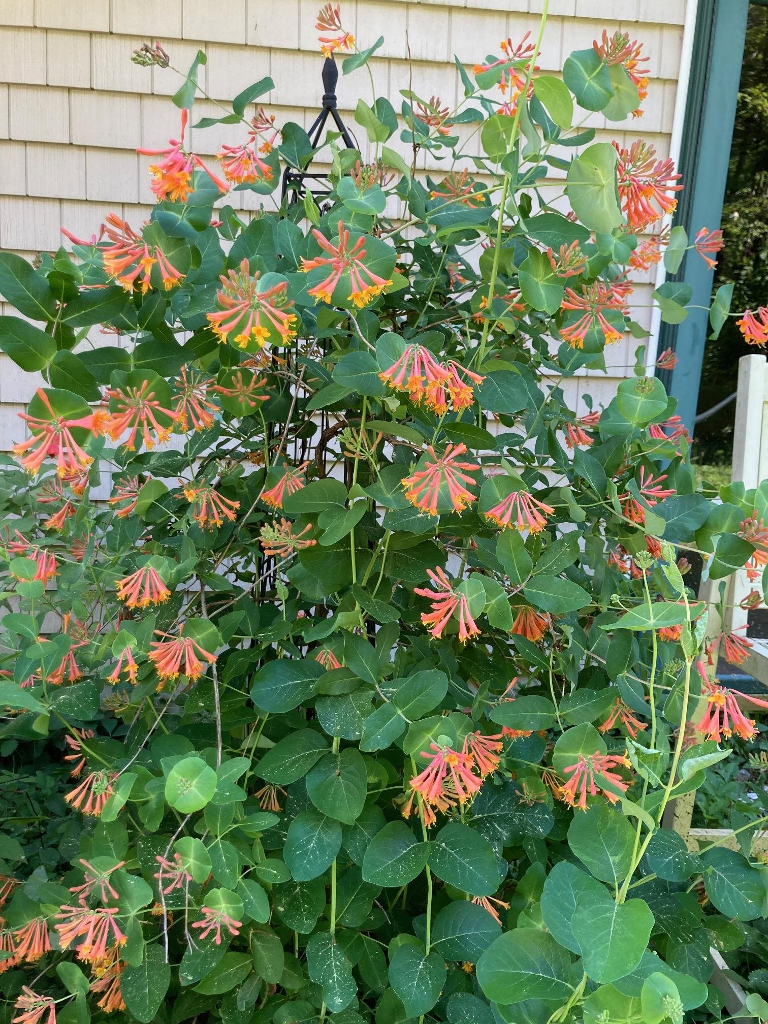 36 Putney Road Bow, NH 03304 - Photo 47 of 50