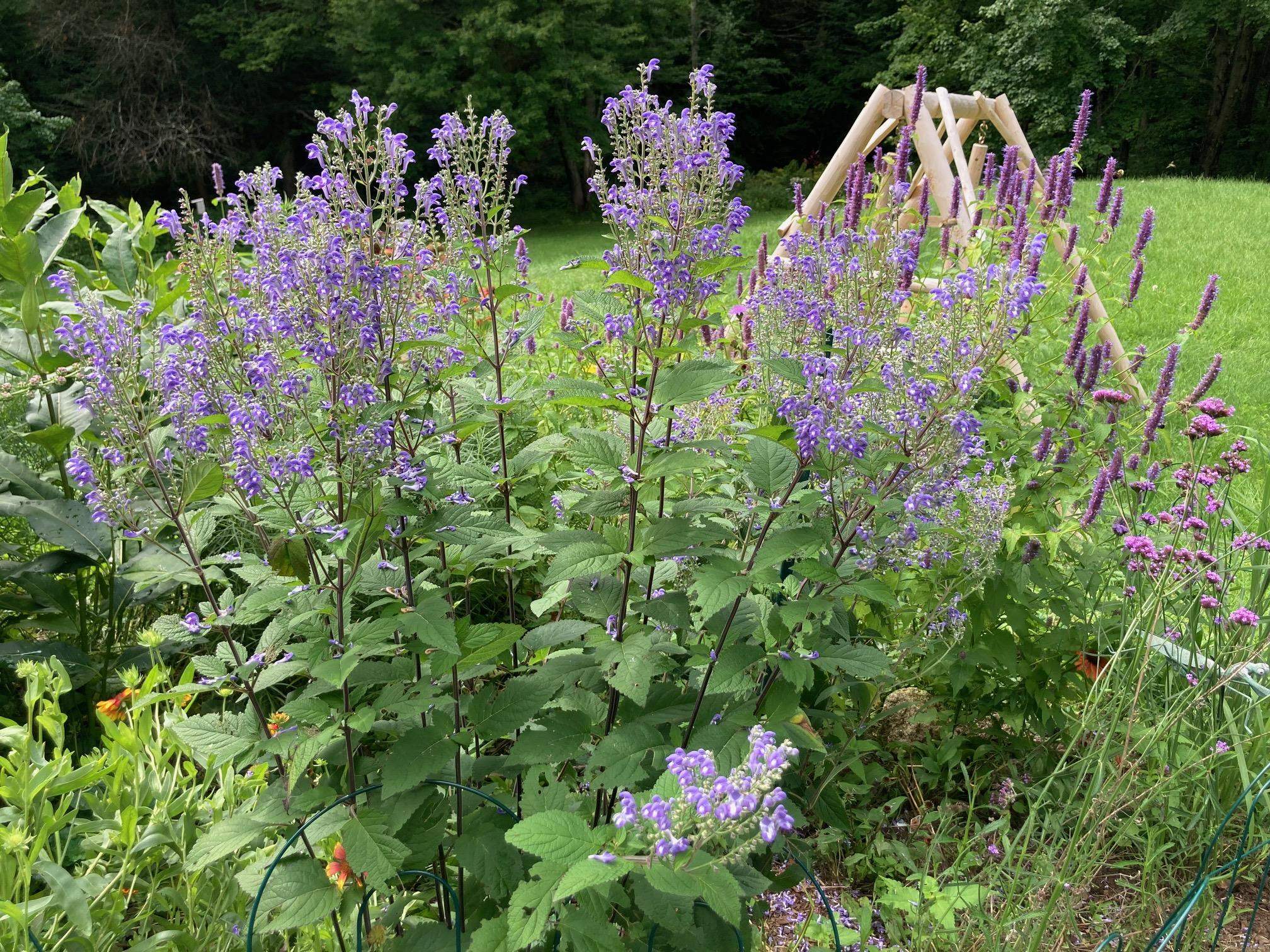 36 Putney Road Bow, NH 03304 - Photo 50 of 50