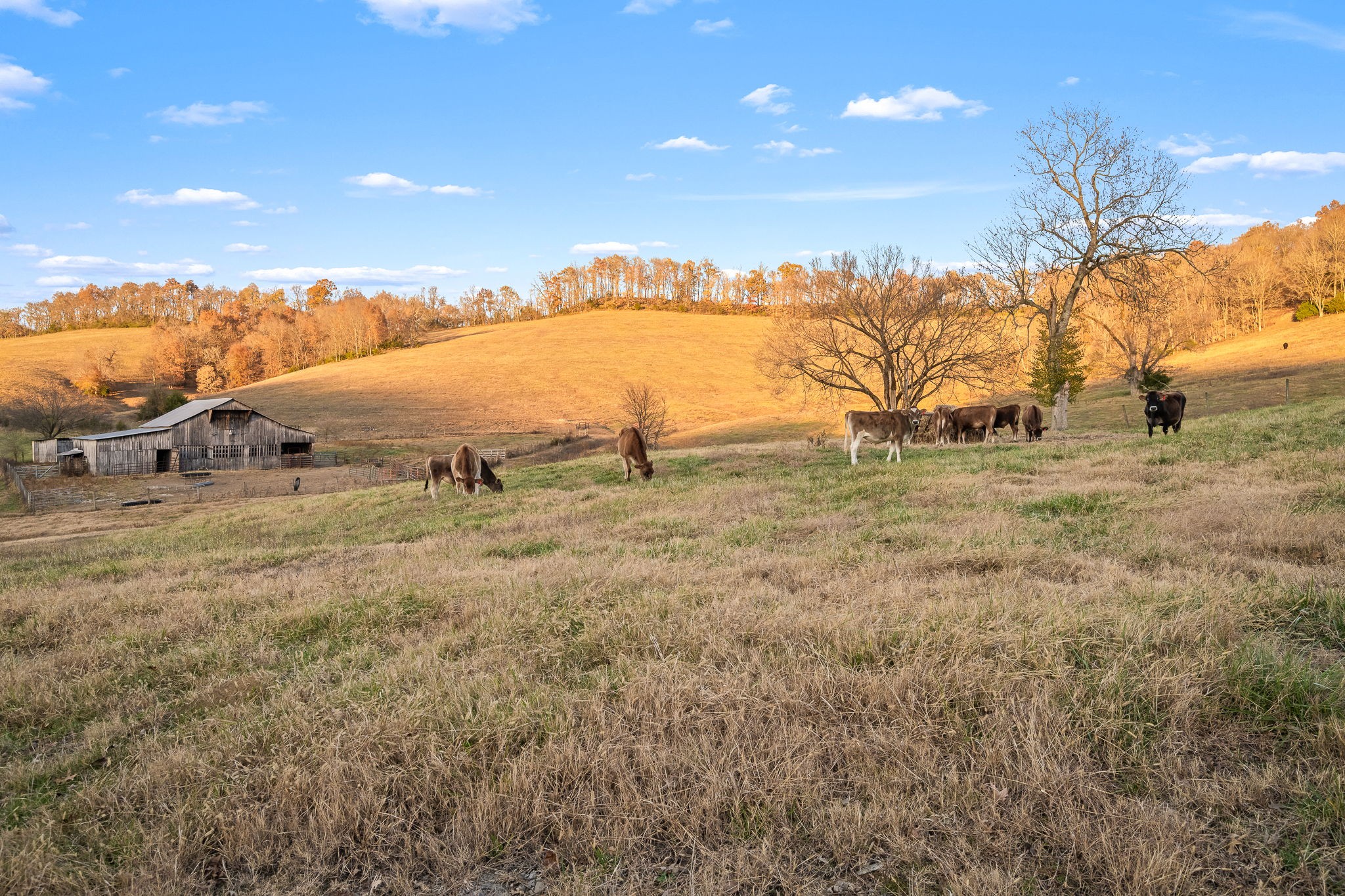 60 Groce Road Fayetteville, TN 37334 - Photo 15 of 94
