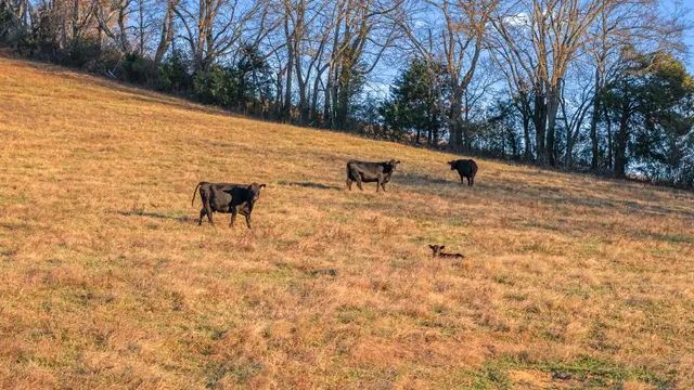 $1,639,000 | 60 Groce Road, Fayetteville, TN 37334