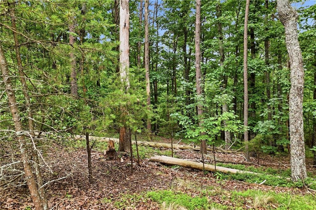 0 Owl Ridge Way Jasper, GA 30143 - Photo 8 of 22 a view of a forest with a trees