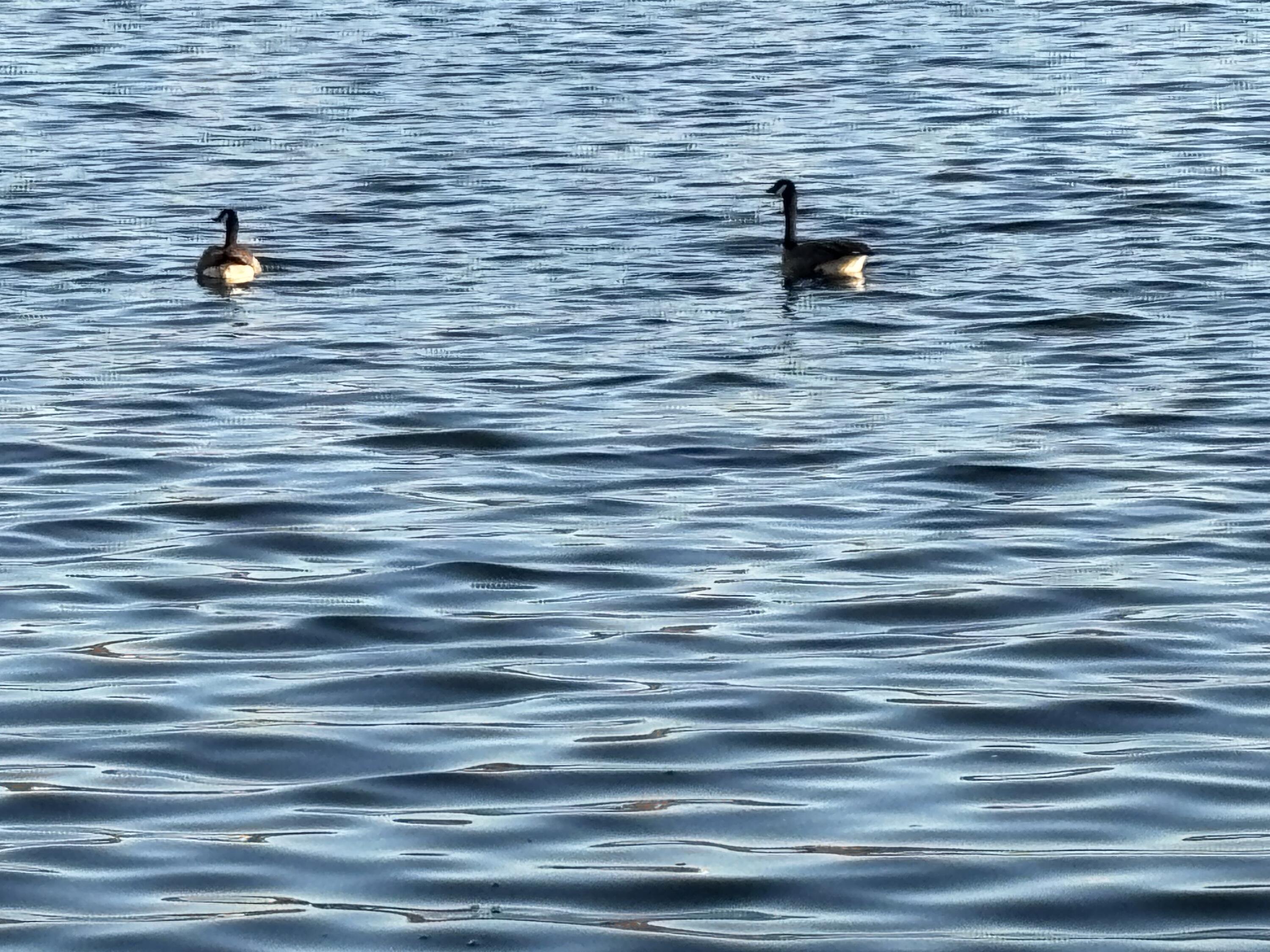 109 South Lake Shore Drive Ransom Canyon, TX 79366 - Photo 110 of 112 IMG_0099
