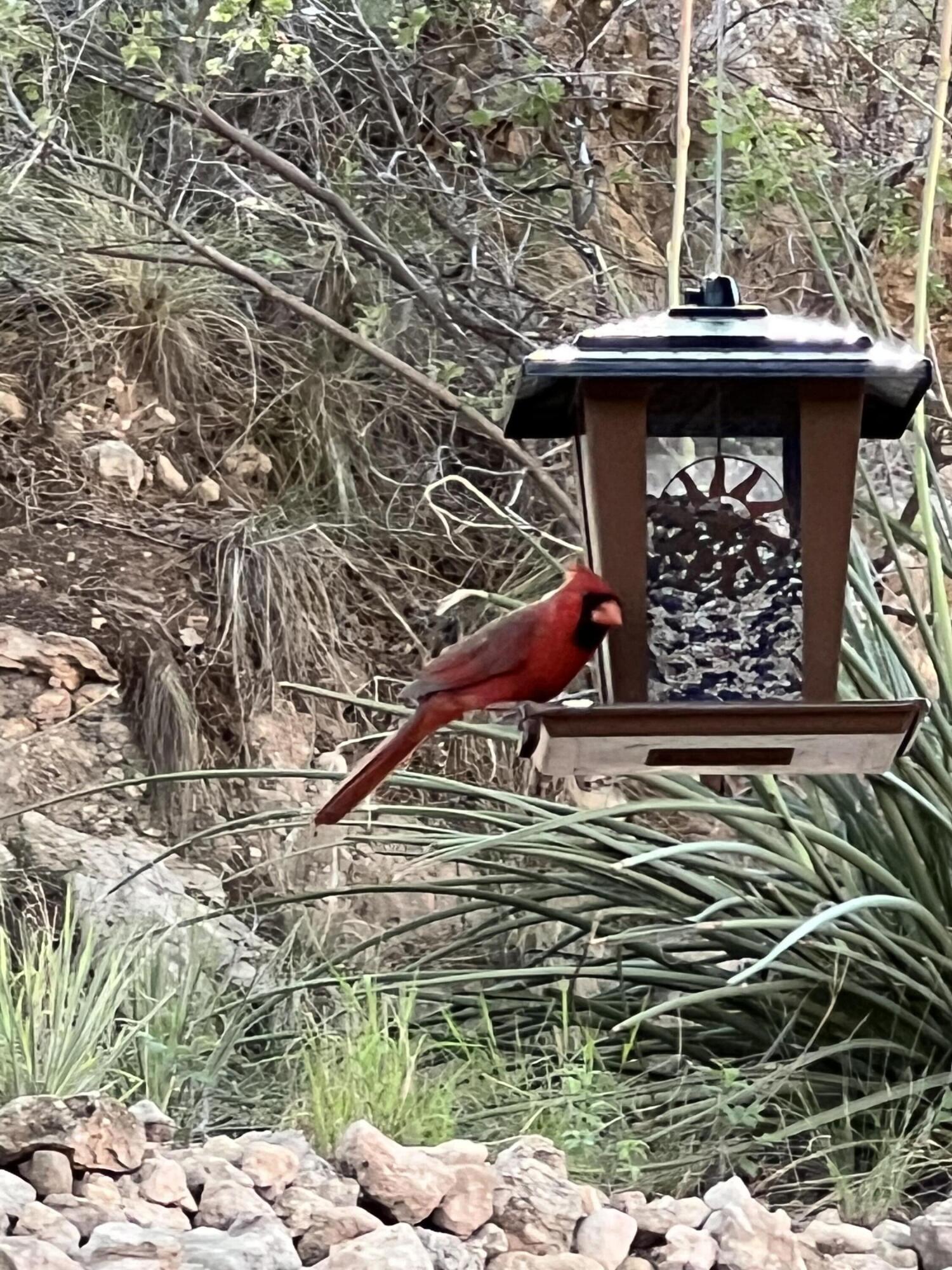 109 South Lake Shore Drive Ransom Canyon, TX 79366 - Photo 87 of 112 a view of a wooden fence and a bench