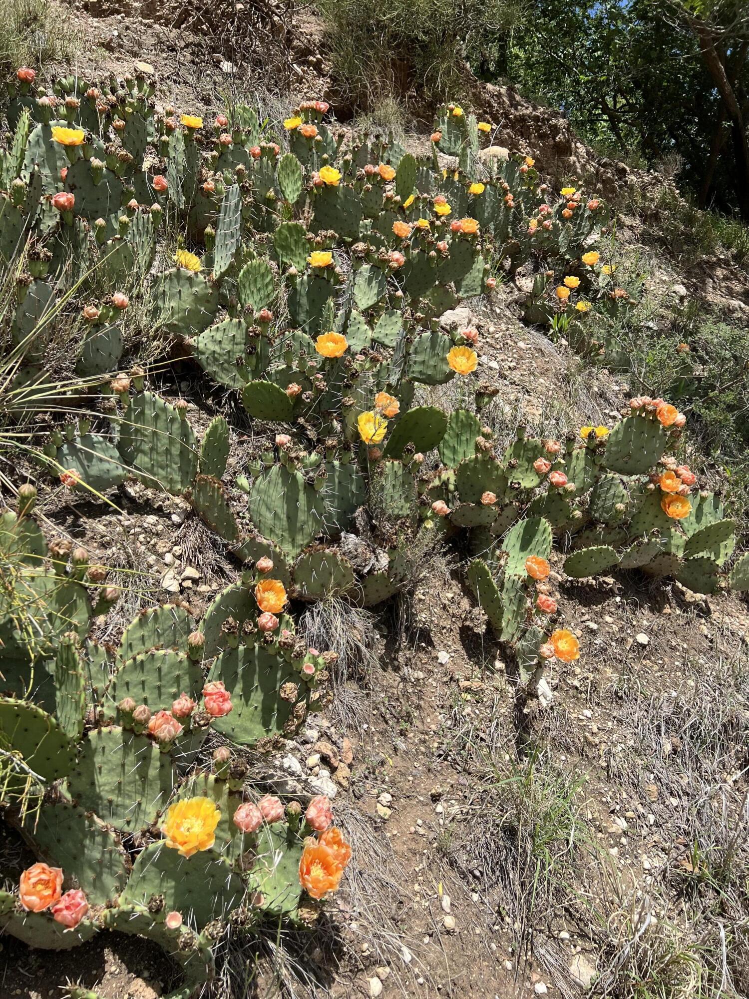 109 South Lake Shore Drive Ransom Canyon, TX 79366 - Photo 90 of 112 IMG_4187