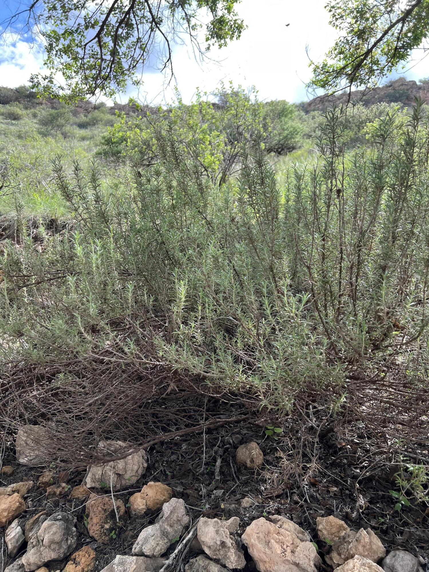 109 South Lake Shore Drive Ransom Canyon, TX 79366 - Photo 91 of 112 a view of a forest with a yard