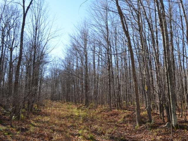 Four Mile Road Tomahawk, WI 54487 - Photo 3 of 20 Gallery Image 3