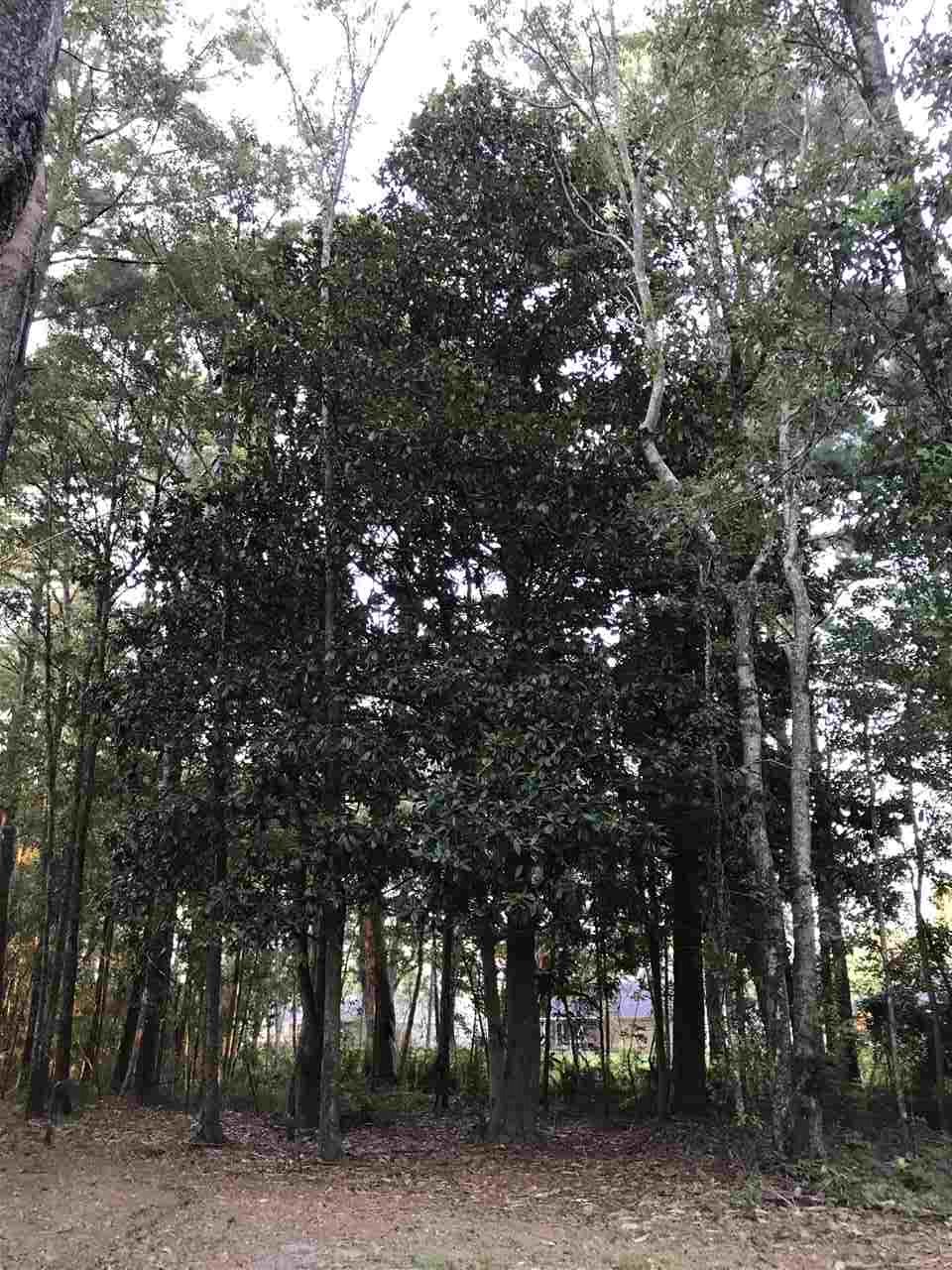 1 Styx River Road Stapleton, AL 36578 - Photo 6 of 11