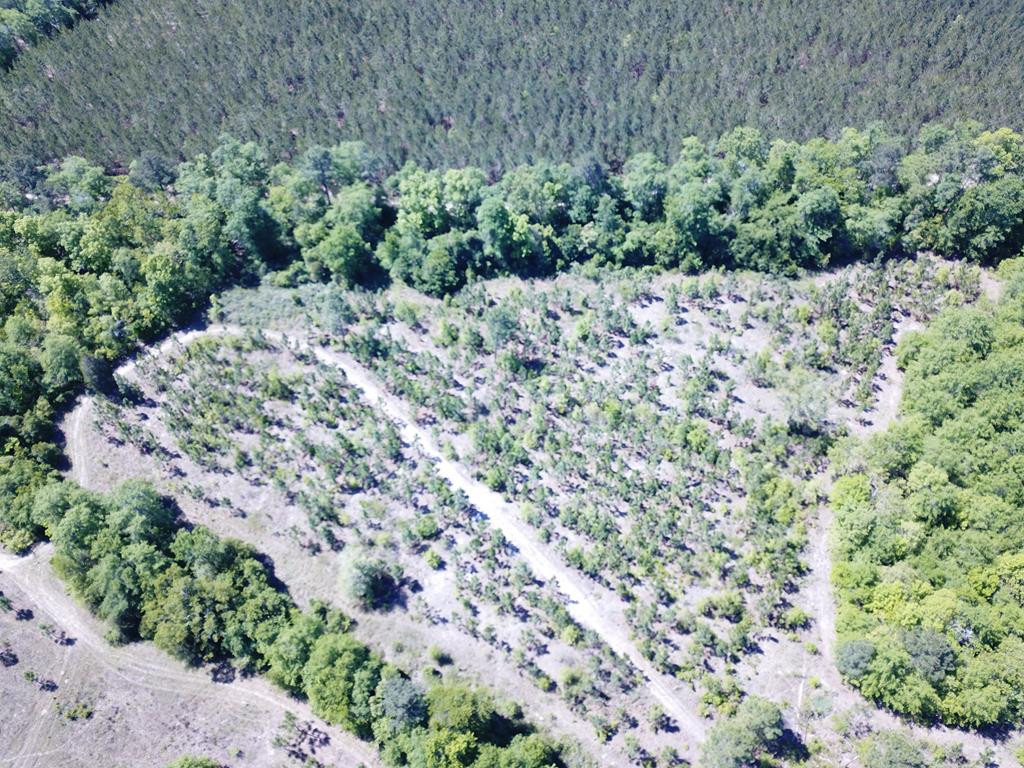 Tbd Tbd Dixie Road South Wagener, SC 29164 - Photo 21 of 25
