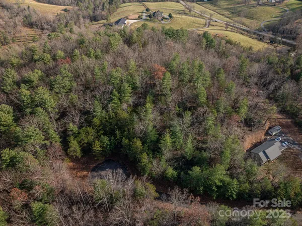 a view of a forest with a dry yard
