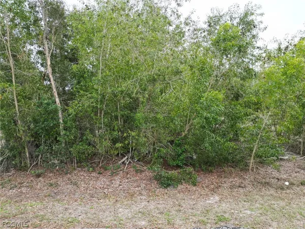 a view of a forest with trees in the background