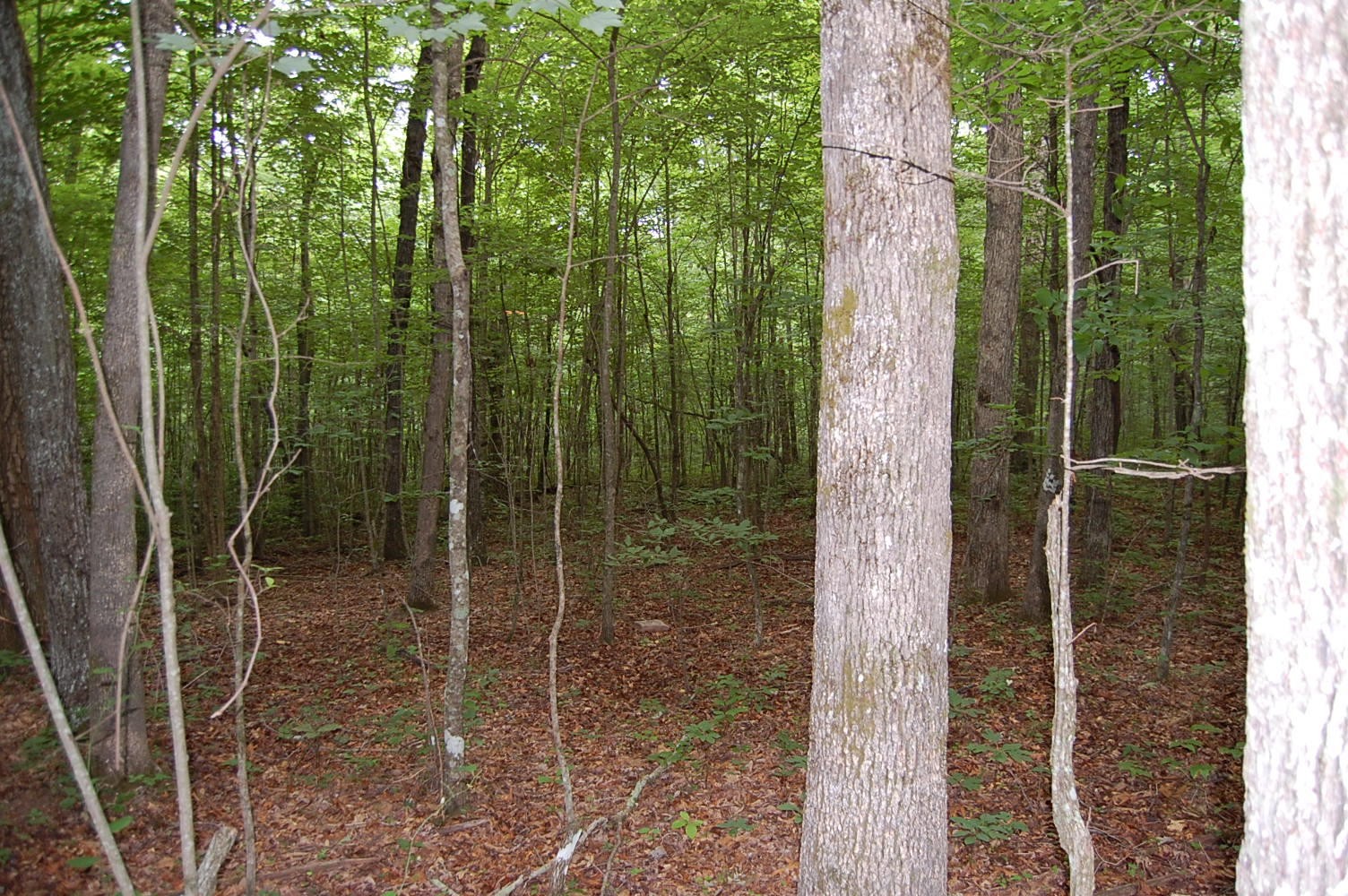 11 Flat Mountain Road Dunlap, TN 37327 - Photo 16 of 24 Gallery Image 16