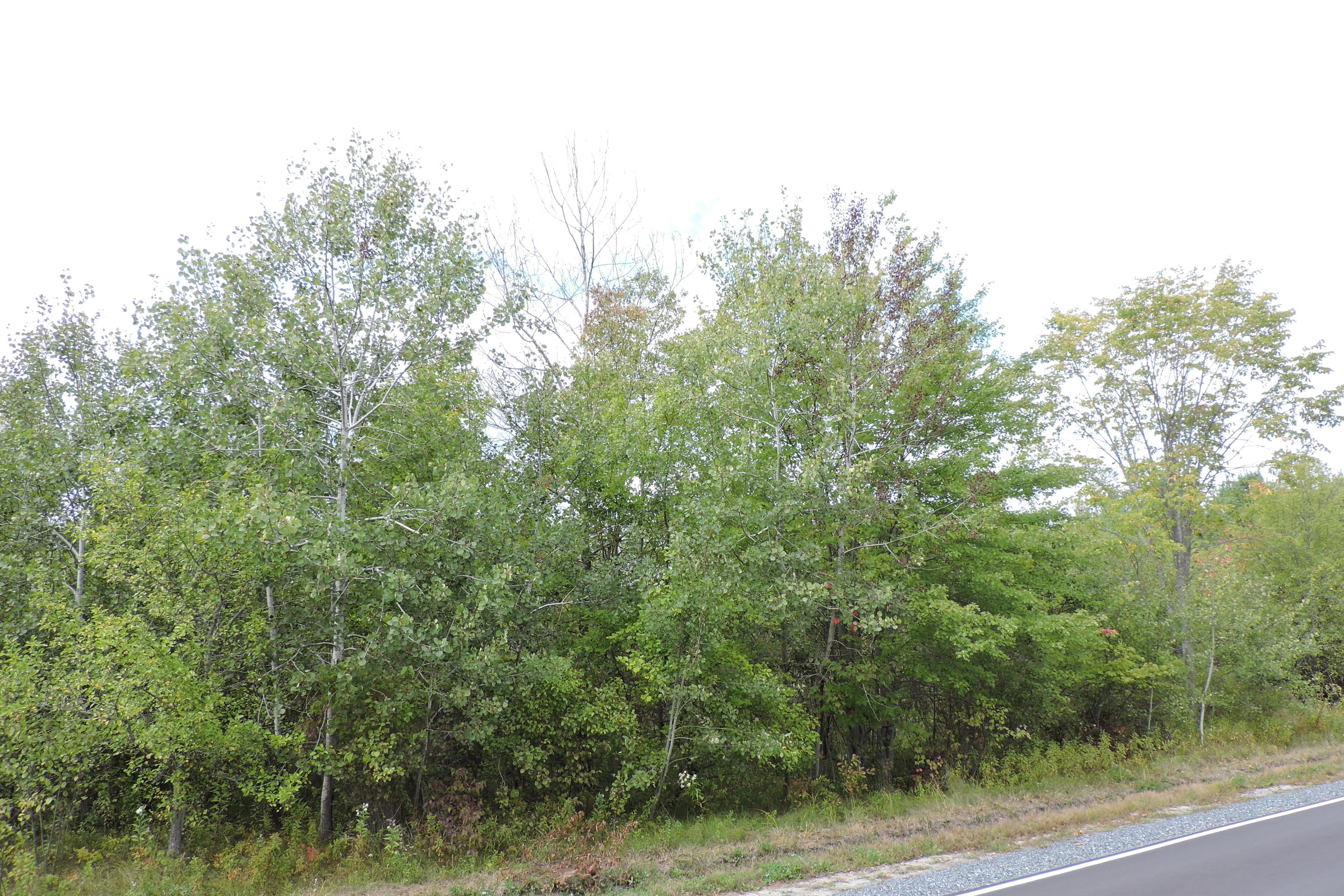 1 Pond Road Litchfield, ME 04350 - Photo 3 of 4 DSCN2993