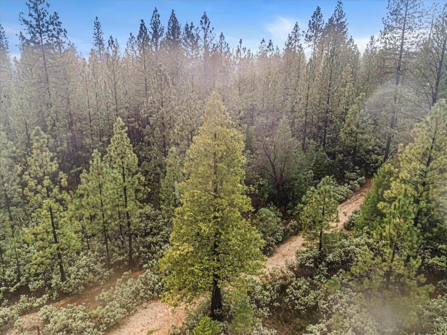 16841 Patterson Mine Road Nevada City, CA 95959 - Photo 11 of 20