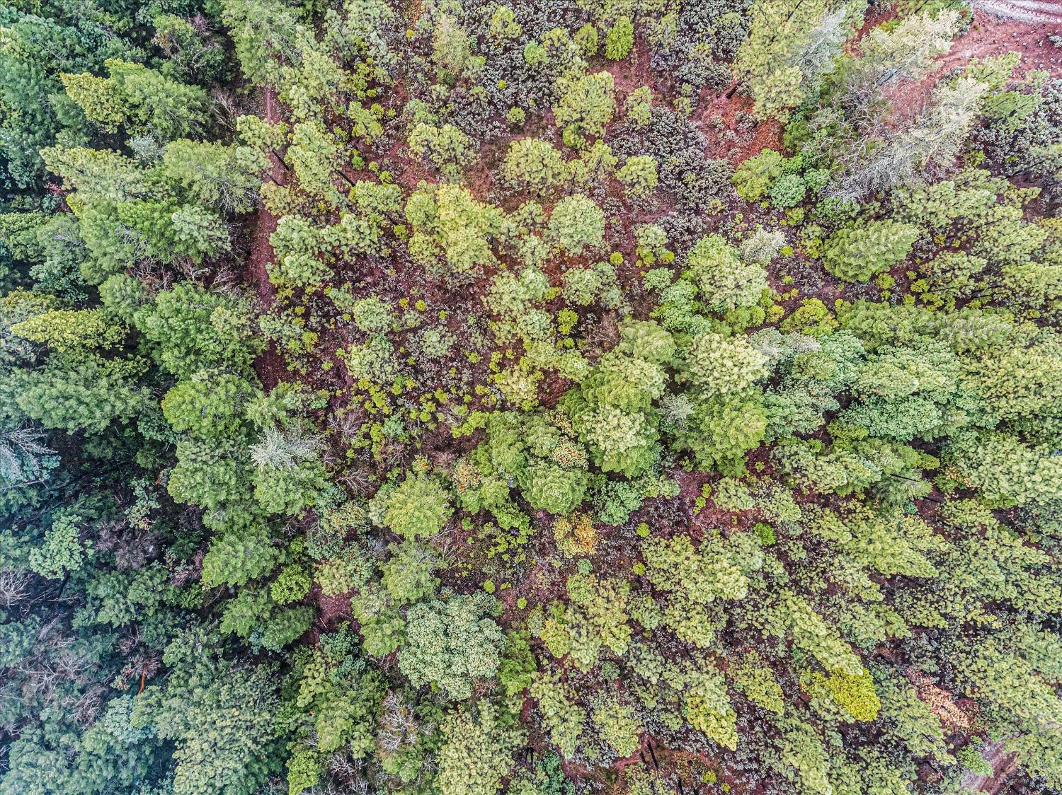 16841 Patterson Mine Road Nevada City, CA 95959 - Photo 9 of 20