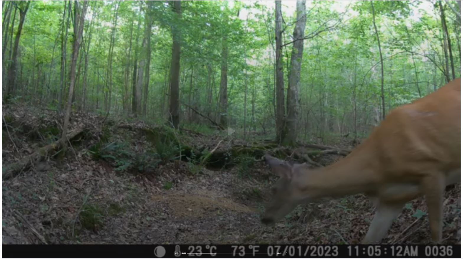 43 Ridgetop Road Hampshire, TN 38461 - Photo 17 of 21