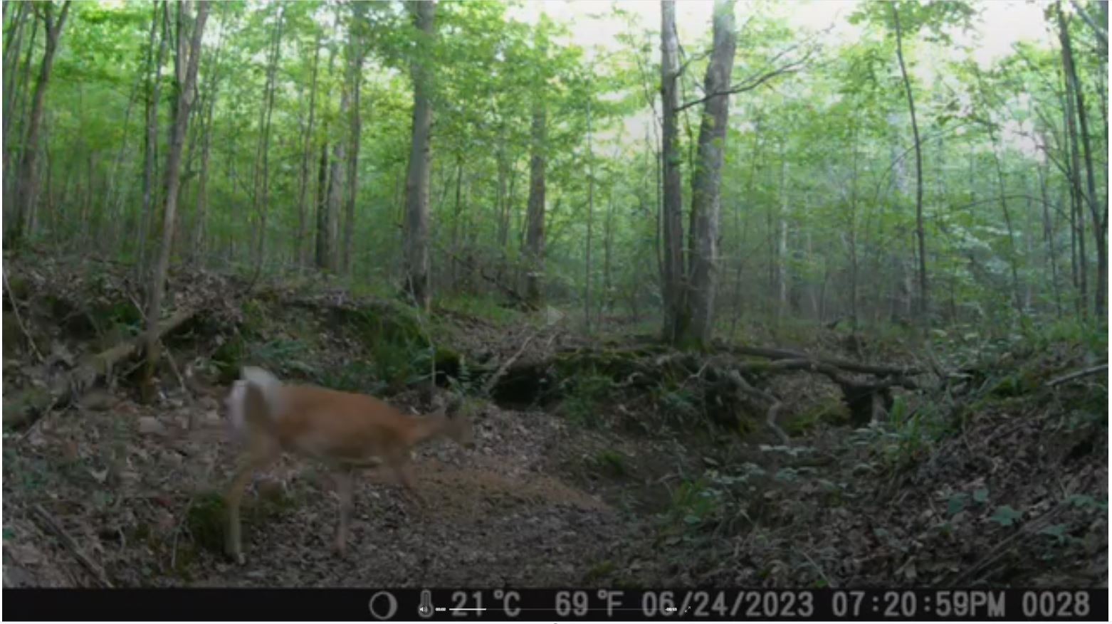 43 Ridgetop Road Hampshire, TN 38461 - Photo 18 of 21