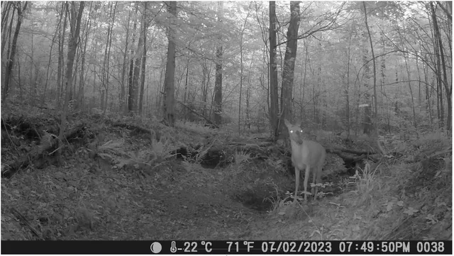 $100,000 | 43 Ridgetop Road, Hampshire, TN 38461